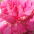 Roza - Mini - pritlikave vrtnice - Bajor Gizi